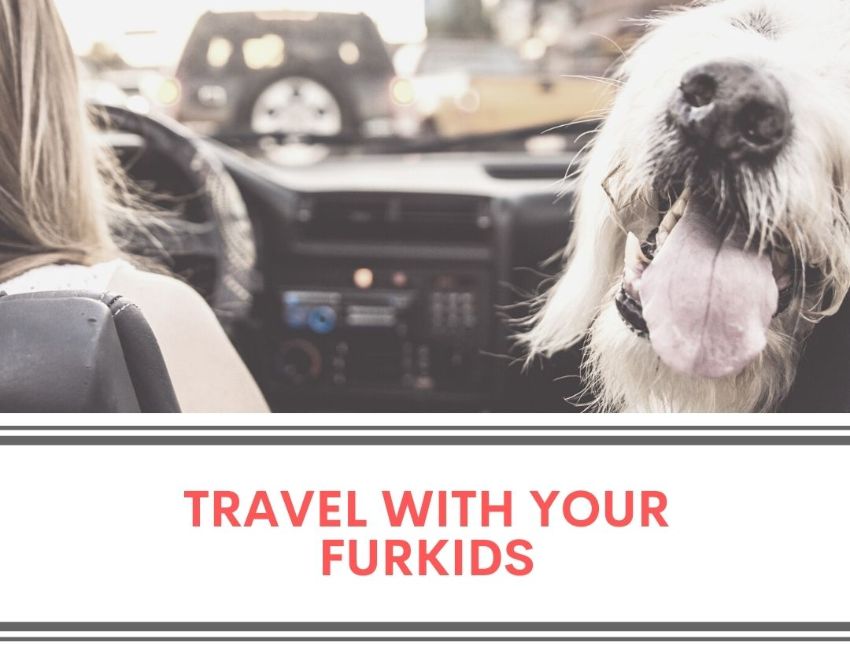 Make Your Travel with Your Furkids More Enjoyable by Staying at These Pet-Friendly Hotels in Seattle!